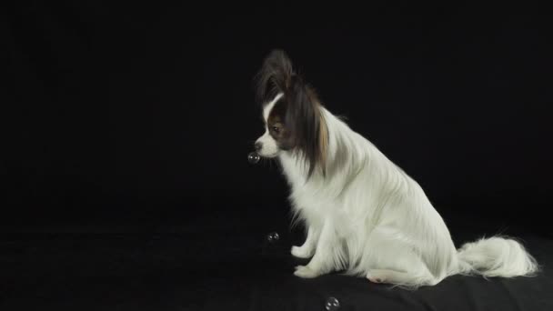Πανέμορφο νεαρό αρσενικό σκυλί Papillon σπανιέλ παιχνιδιών Continental εξετάζει σαπουνόφουσκες σε μαύρο φόντο πλάνα βίντεο — Αρχείο Βίντεο