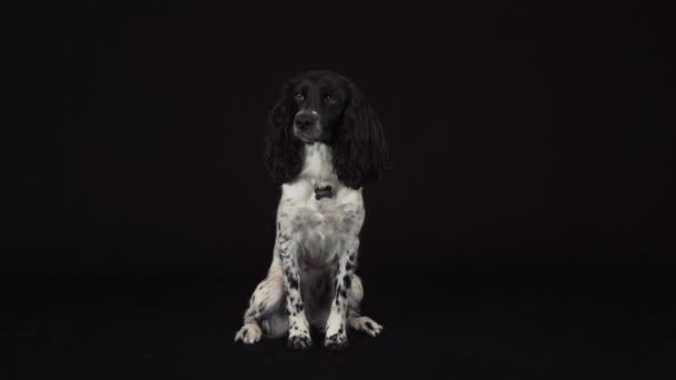 Hermosa hembra spaniel divertido cubre su nariz con su pata en un negro fondo de archivo de vídeo — Vídeos de Stock