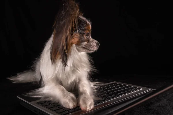 Hermoso perro Continental Toy Spaniel Papillon trabajando en el ordenador portátil sobre fondo negro — Foto de Stock