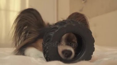 Genç köpek ırkları Papillon Continental oyuncak İspanyol kemiren kauçuk lastik - eğlenceli bir değiştirici stok görüntüleri video lastik