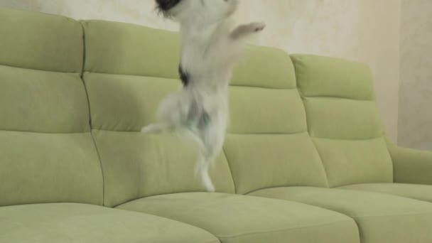 Giovane cane razze Papillon Continental Toy Spaniel cane cattura grande palla e gioca al rallentatore stock filmato video — Video Stock