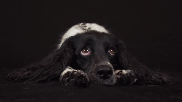 Mulher bonita spaniel mentiras e é engraçado olha em torno de fundo preto imagens de vídeo — Vídeo de Stock