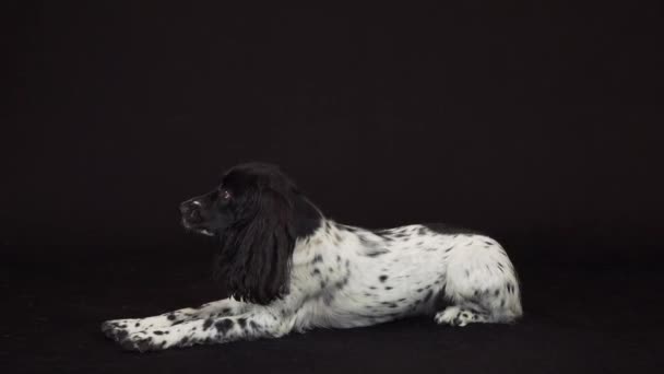 Hermosa hembra spaniel hace un arco en negro fondo stock metraje vídeo — Vídeos de Stock