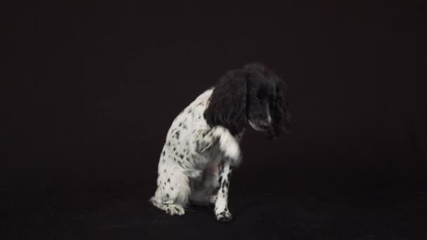 Beautiful female spaniel amusingly covers his nose with his paw on a black background stock footage video — Stock Video
