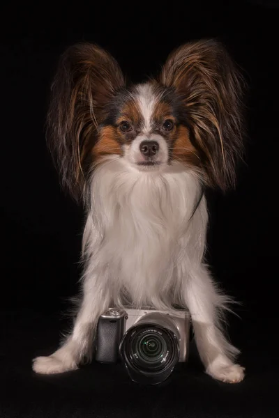Beautiful dog Continental Toy Spaniel Papillon with camera on black background — Stock Photo, Image