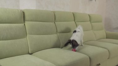 Genç kanepe stok görüntüleri video üzerinde küçük top Papillon Continental oyuncak İspanyol oynadığı doğurmak köpek