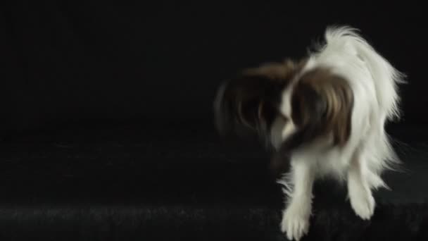 Bonito jovem cão masculino Continental brinquedo Spaniel Papillon é engraçado pulando no fundo preto câmera lenta imagens de vídeo — Vídeo de Stock