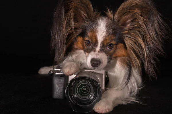Bonito cão Continental brinquedo Spaniel Papillon com câmera no fundo preto — Fotografia de Stock