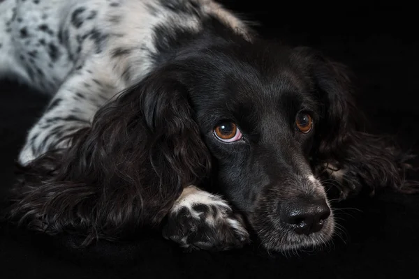 美丽的雌性猎犬躺在黑色背景 — 图库照片