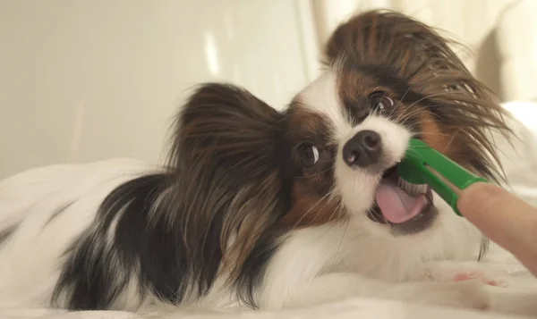 Papillon Continental oyuncak İspanyol fırçalar diş diş fırçası ile genç köpek ırkları — Stok fotoğraf