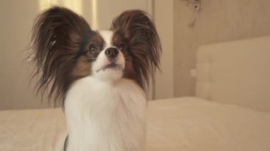 Genç köpek Papillon Continental oyuncak İspanyol atlar ve stok görüntüleri video yalvarır