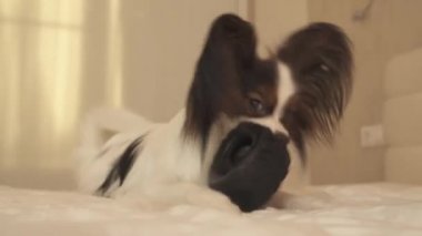 Genç köpek ırkları Papillon Continental oyuncak İspanyol kemiren kauçuk lastik - eğlenceli bir değiştirici stok görüntüleri video lastik