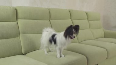Genç köpek Papillon Continental oyuncak İspanyol köpek yakalar büyük topu doğurmak ve stok görüntüleri video çalış