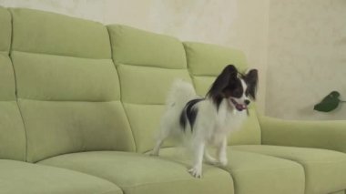 Genç köpek Papillon Continental oyuncak İspanyol köpek yakalar büyük topu doğurmak ve yavaş hareket hisse senedi görüntüleri video çalış