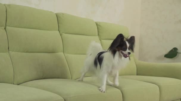 Joven perro razas Papillon Continental Juguete Spaniel perro atrapa gran bola y juega cámara lenta archivo vídeo — Vídeos de Stock