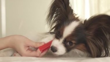 Papillon Continental oyuncak İspanyol fırçalar diş diş fırçası stok görüntüleri video ile genç köpek ırkları