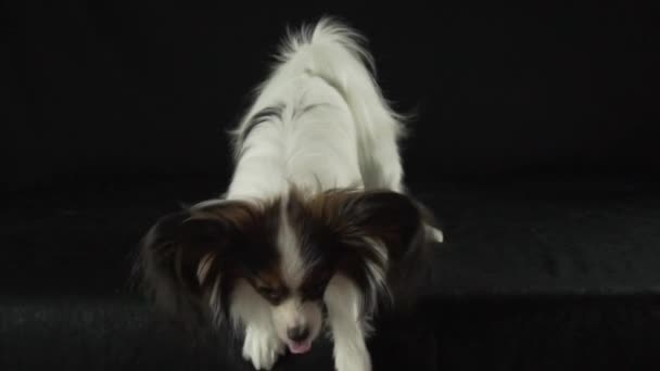 Mooie jonge mannelijke hond continentale Toy Spaniel Papillon spelen met de hand van host op zwarte achtergrond slowmotion stock footage video — Stockvideo