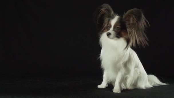 Hermoso perro macho joven Continental Juguete Spaniel Papillon mira a su alrededor en el fondo negro de cámara lenta archivo de vídeo — Vídeo de stock