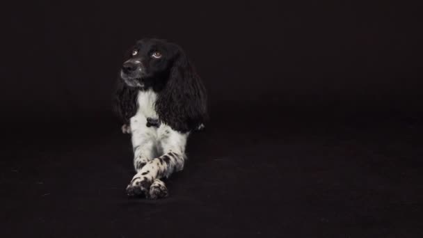 Bela spaniel feminino em um fundo preto imagens de vídeo — Vídeo de Stock