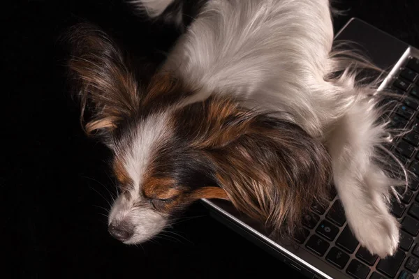 Гарна собака іграшка континентальний спанієль Papillon втомилися від роботи в ноутбук на чорному фоні — стокове фото