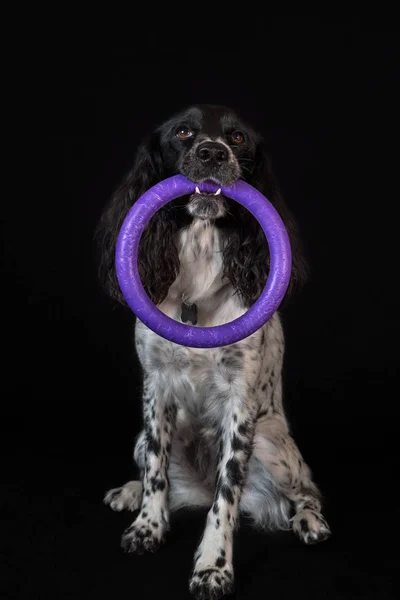 美丽的雌性猎犬在黑色背景上叼着一枚戒指 — 图库照片