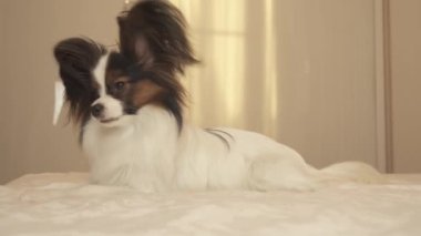 Genç Papillon Continental oyuncak İspanyol yatakta yatıyor ve stok görüntüleri video görünüyor doğurmak köpek
