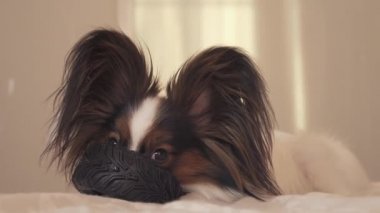 Genç köpek ırkları Papillon Continental oyuncak İspanyol kemiren kauçuk lastik - eğlenceli bir değiştirici stok görüntüleri video lastik