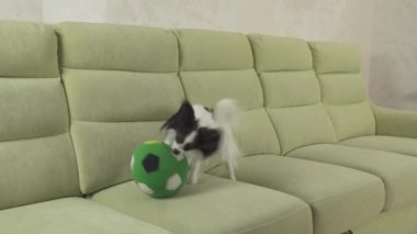 Genç köpek Papillon Continental oyuncak İspanyol köpek yakalar büyük topu doğurmak ve stok görüntüleri video çalış