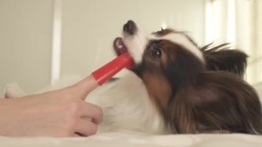 Papillon Continental oyuncak İspanyol fırçalar diş diş fırçası stok görüntüleri video ile genç köpek ırkları