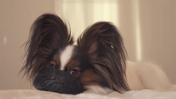 Молодая собака породы Papillon Continental Toy Spaniel грызет резиновые шины - веселое видео смены шин — стоковое видео