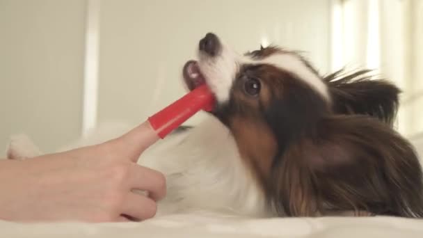 Fiatal kutya tenyészt Ízlelő szemölcsös kontinentális játékszer spániel kefe fogak, a fogkefe stock footage videóinak — Stock videók