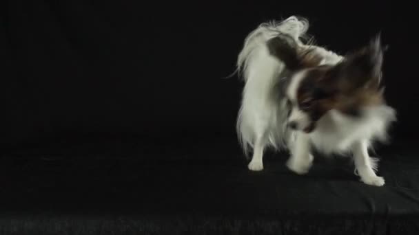 Mooie jonge mannelijke hond continentale Toy Spaniel Papillon spelen met de hand van host op zwarte achtergrond slowmotion stock footage video — Stockvideo