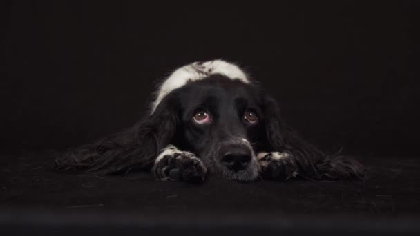 Beautiful female spaniel lies and is funny looks around on black background stock footage video — Stock Video