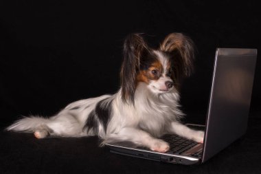 Güzel köpek kıta oyuncak İspanyol Papillon laptop siyah arka plan üzerine çalışma