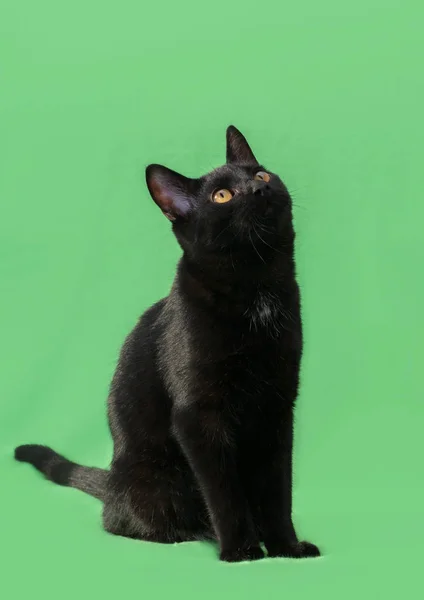 Mooie kat zwart kleuren op groene achtergrond — Stockfoto
