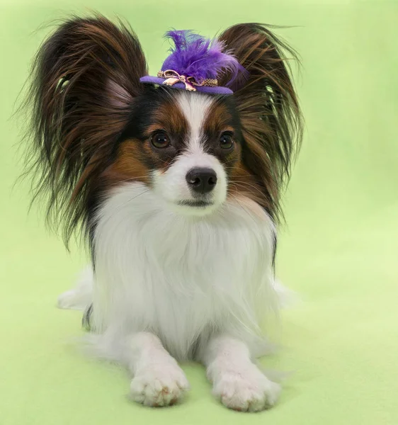 Schöne junge kontinentale Spaniel Papillon in einem Hut mit Feder auf grünem Hintergrund — Stockfoto