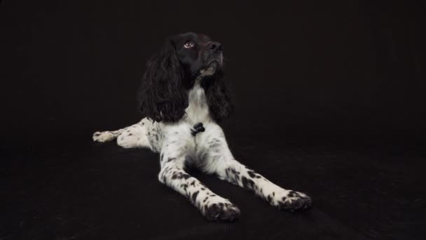 Hermosa hembra spaniel miente y mira a su alrededor en un fondo negro de archivo de vídeo — Vídeos de Stock