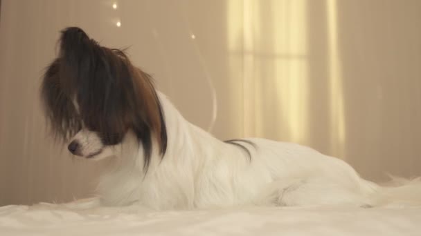 Młody pies rasy Papillon kontynentalne Toy-spaniele leży na łóżku i rozgląda się Stockowy wideo — Wideo stockowe