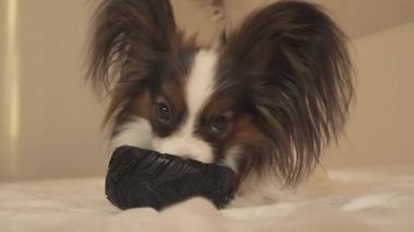Genç köpek ırkları Papillon Continental oyuncak İspanyol kemiren kauçuk lastik - eğlenceli bir değiştirici stok görüntüleri video lastik