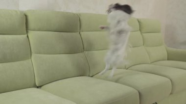 Genç köpek Papillon Continental oyuncak İspanyol köpek yakalar büyük topu doğurmak ve stok görüntüleri video çalış
