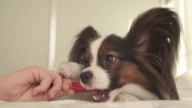Papillon Continental oyuncak İspanyol fırçalar diş diş fırçası stok görüntüleri video ile genç köpek ırkları