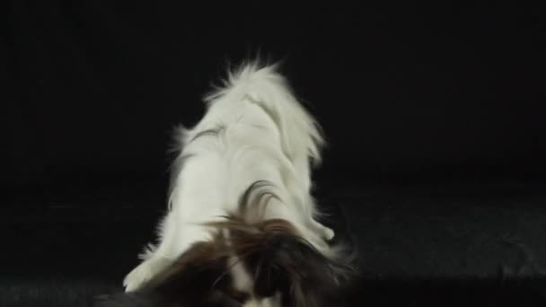 Krásný mladý mužský pes Continental Toy Spaniel Papillon je zábavné skákání na černém pozadí zpomalené stopáže videa — Stock video