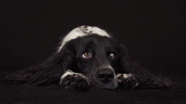 Beautiful female spaniel lies and is funny looks around on black background stock footage video — Stock Video