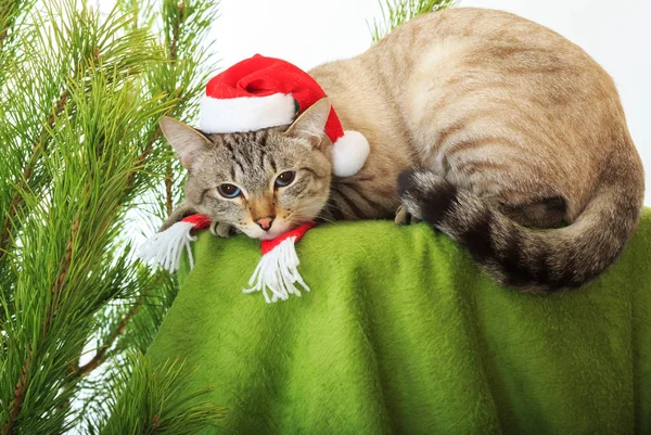 Gato divertido en un sombrero de Santa Claus bajo el árbol de Navidad — Foto de Stock