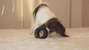 Genç köpek ırkları Papillon Continental oyuncak İspanyol kemiren kauçuk lastik - eğlenceli bir değiştirici stok görüntüleri video lastik