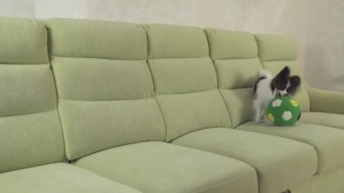 Genç köpek Papillon Continental oyuncak İspanyol köpek yakalar büyük topu doğurmak ve stok görüntüleri video çalış