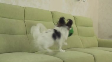 Genç köpek Papillon Continental oyuncak İspanyol köpek yakalar büyük topu doğurmak ve yavaş hareket hisse senedi görüntüleri video çalış