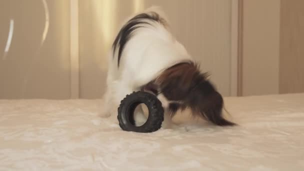 Młody pies rasy Papillon kontynentalne Toy-spaniele gryzie gumowe opony - zabawa w oponach changer Stockowy materiał wideo — Wideo stockowe