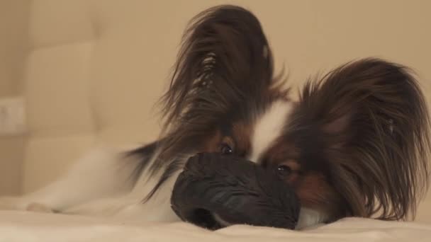 Φυλές νέοι σκυλιών Papillon ηπειρωτικό σπανιέλ ροκανίζει ελαστικό - ένα διασκεδαστικό ελαστικών changer Χρηματιστήριο πλάνα βίντεο — Αρχείο Βίντεο