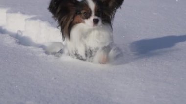 Papillon köpek cesurca yolda kar üzerinden kış park yavaş hareket hisse senedi görüntüleri video yapar